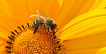 Conférence sur les abeilles