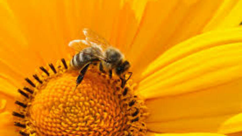 Conférence sur les abeilles